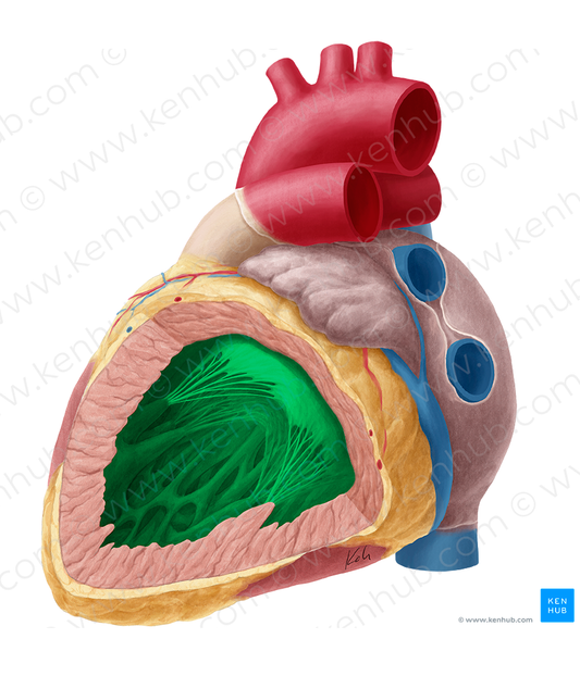 Left ventricle of heart (#10708)