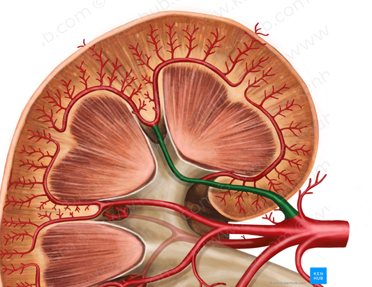 Superior segmental artery of kidney (#1772)