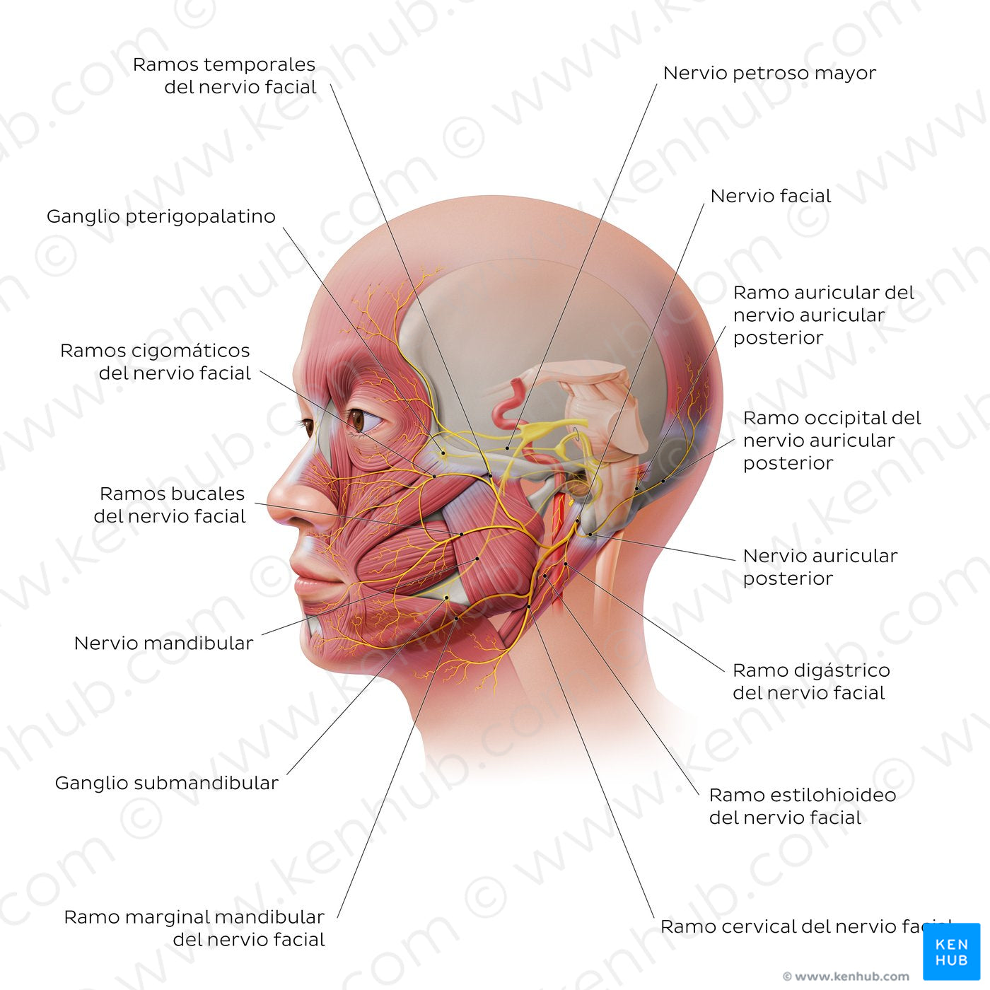 Facial nerve: extracranial branches (Spanish)