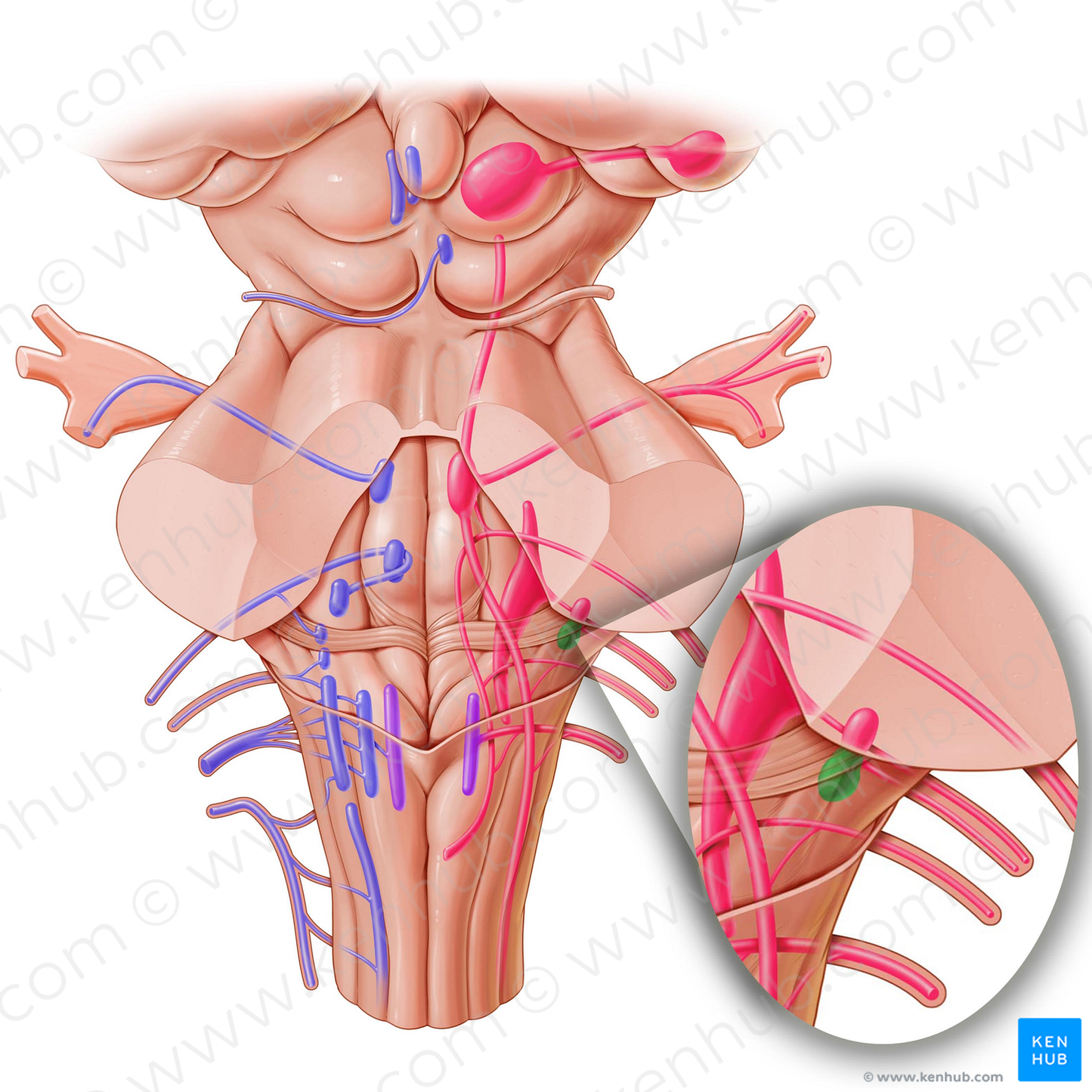 Posterior cochlear nucleus (#7179)