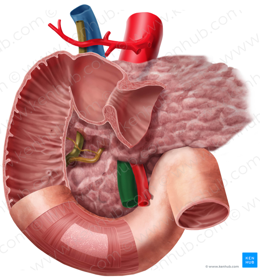 Superior mesenteric vein (#10428)