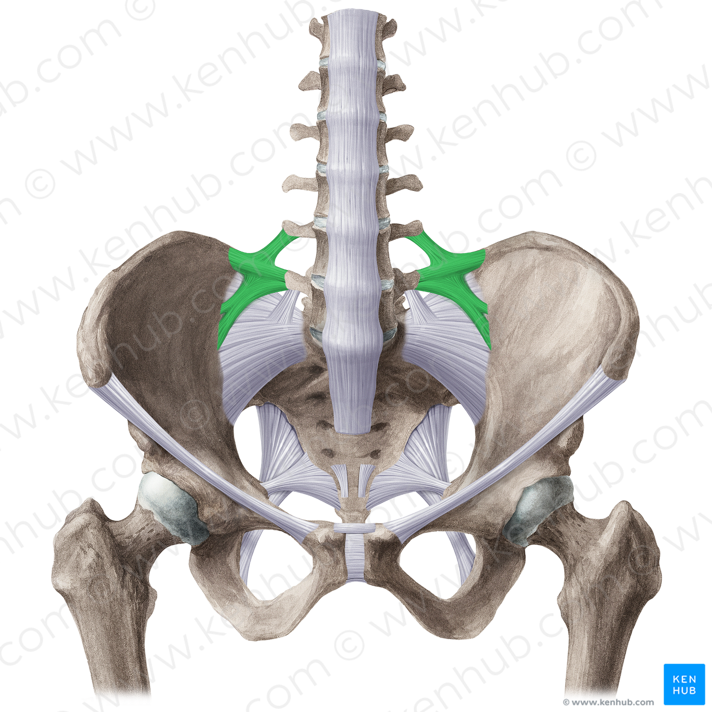 Iliolumbar Ligament (#21493) – Kenhub Image License Store