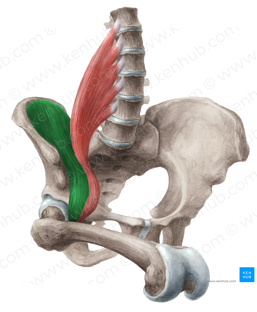Iliacus muscle (#5444)