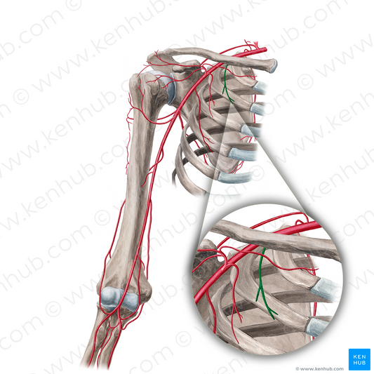 Superior thoracic artery (#18943)