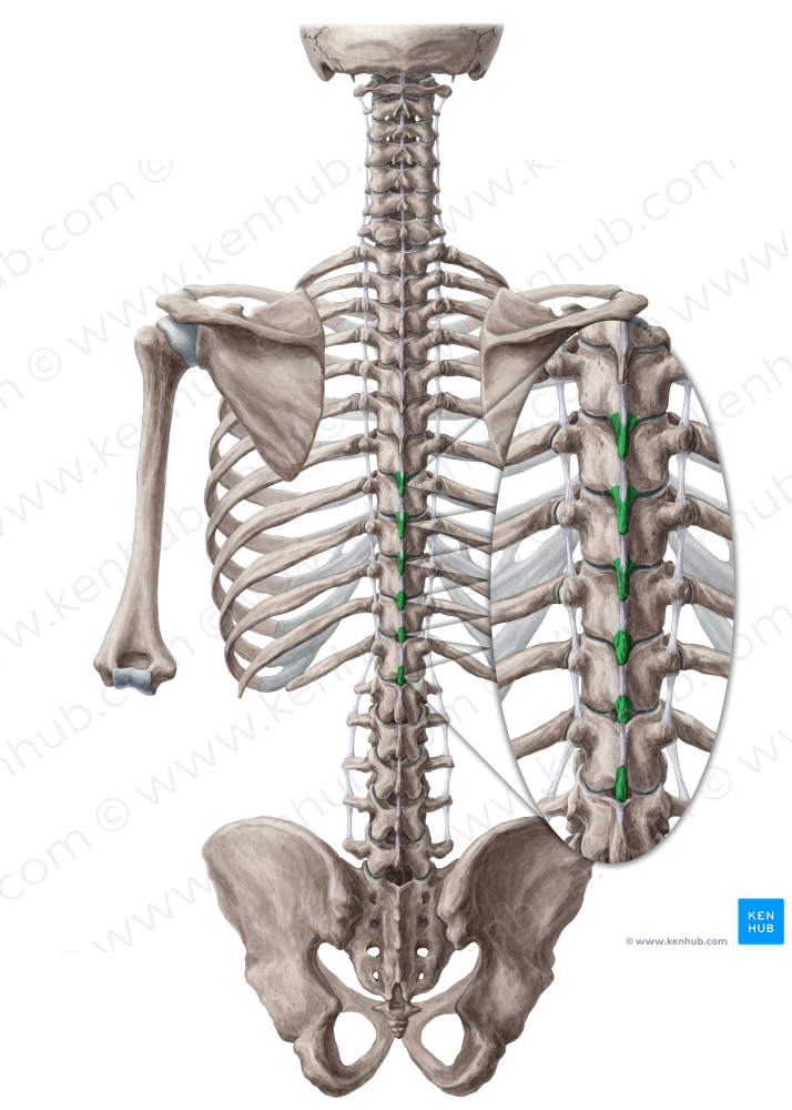 Spinous processes of vertebrae T7-T12 (#8282)