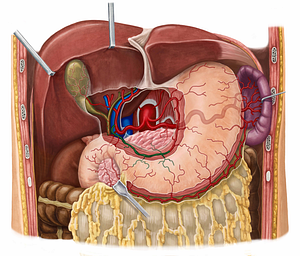 Right gastric artery (#1266)