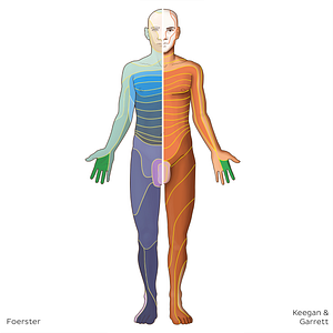 C7 dermatome (#20810)