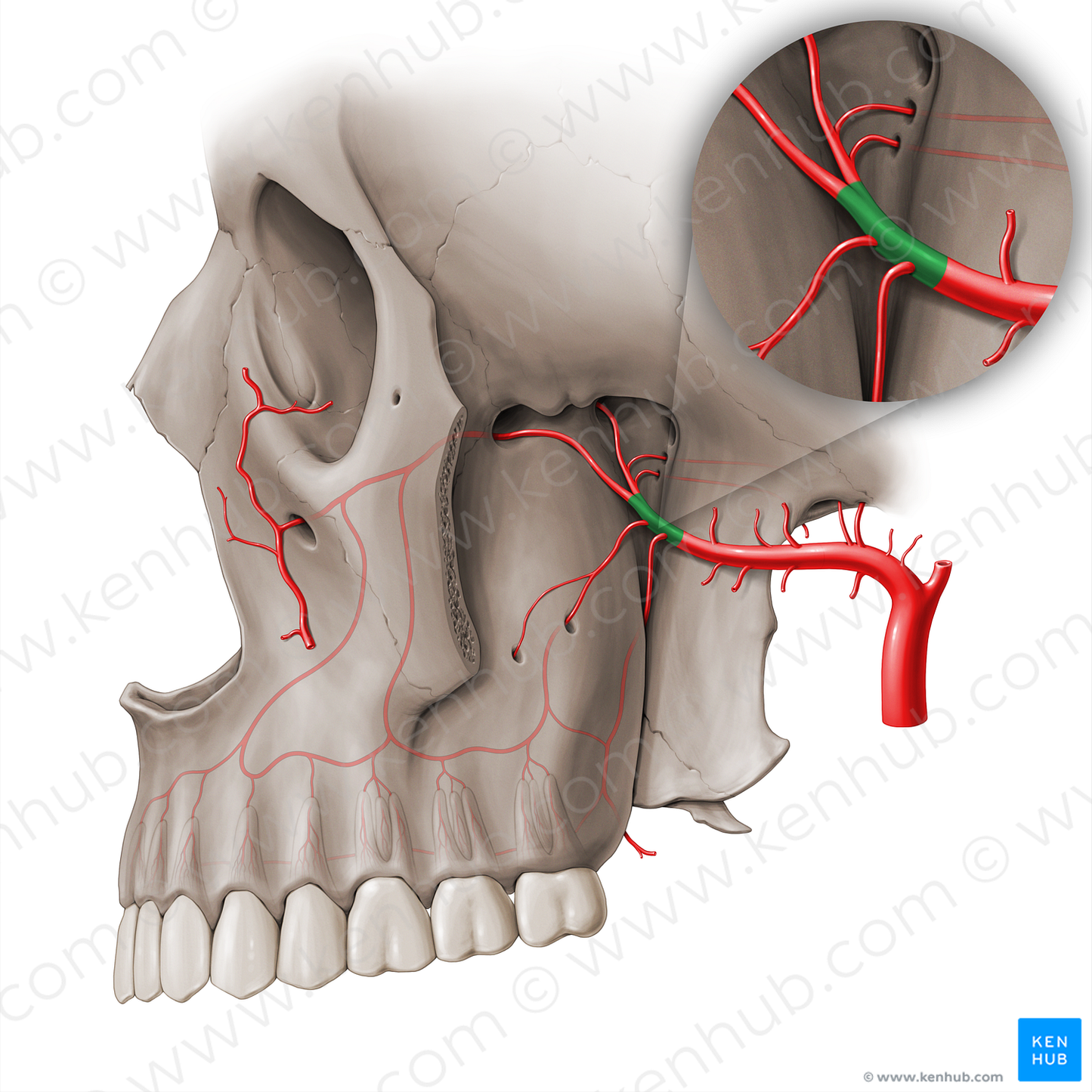 Pterygopalatine part of maxillary artery (#18509)