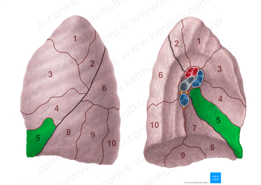 Inferior lingular segment of left lung (#20701)