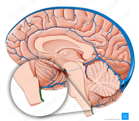 Posteromedian medullary vein (#10405)