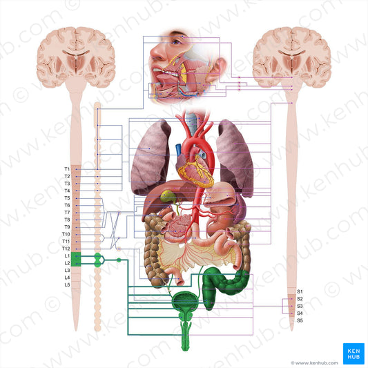 Lumbar splanchnic nerves (#18572)