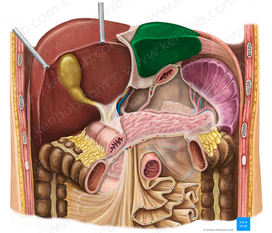 Left lobe of liver (#4808)