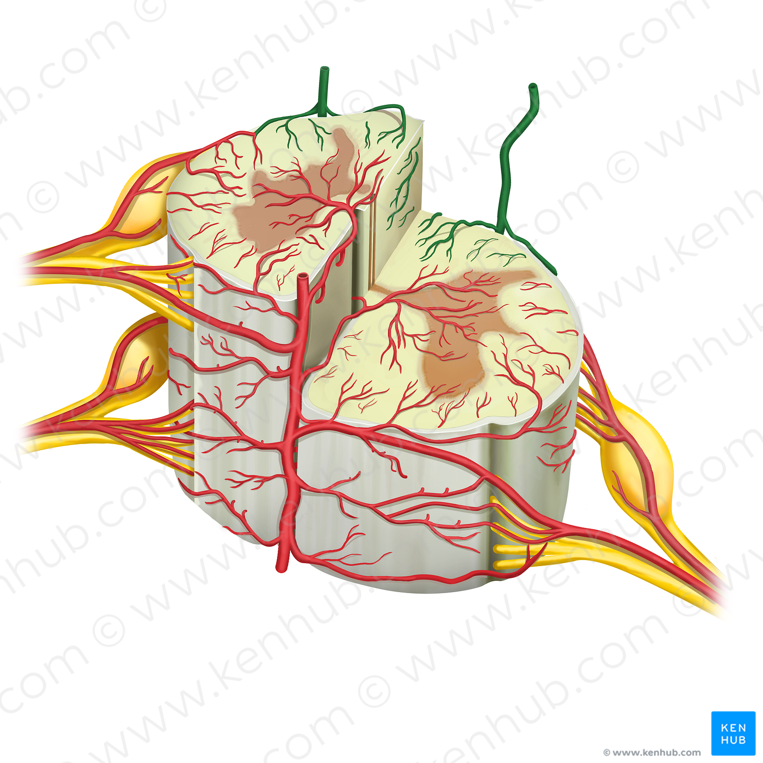 Posterior spinal arteries (#19679)