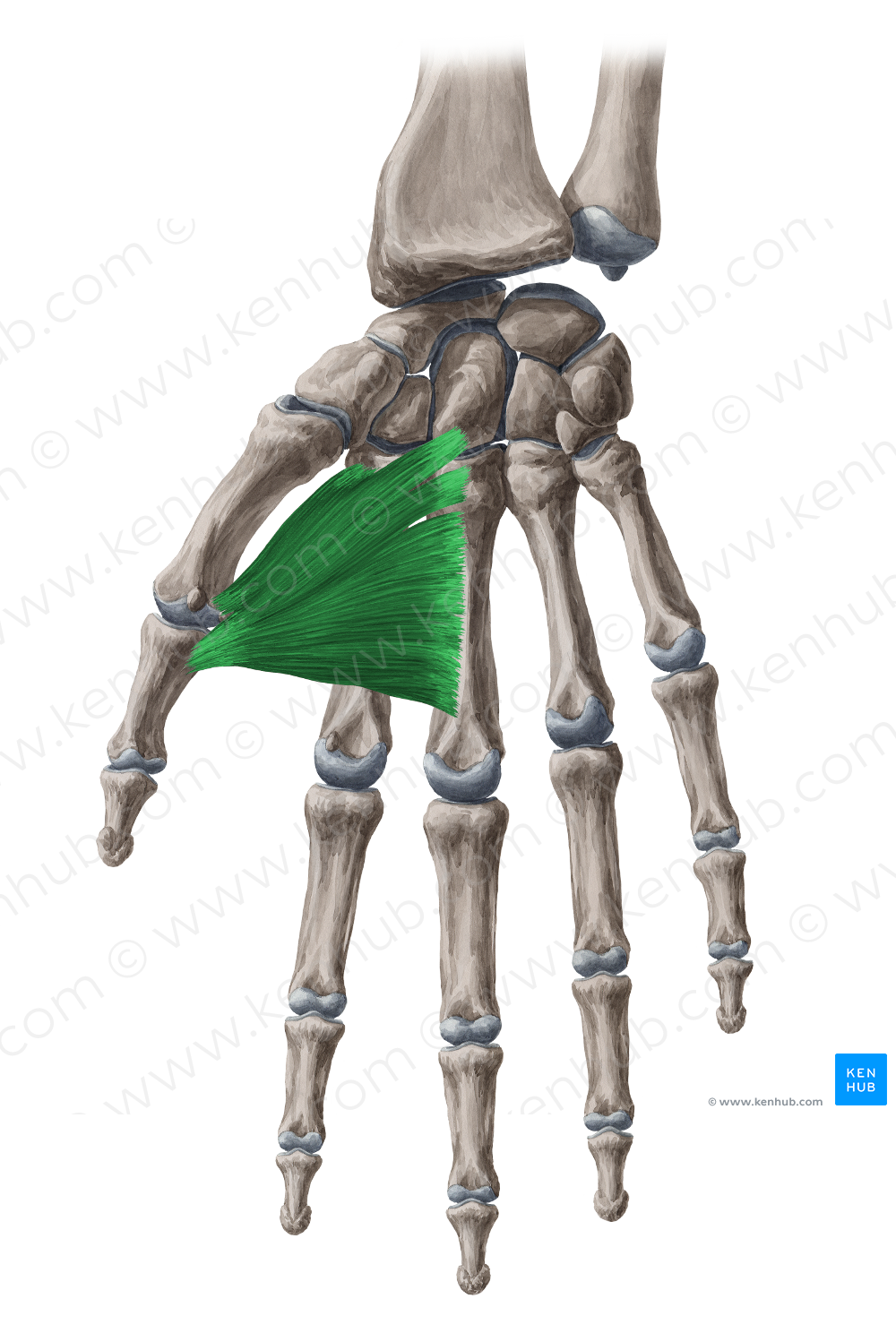 Adductor pollicis muscle (#5198)