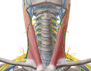 External jugular vein (#10339)