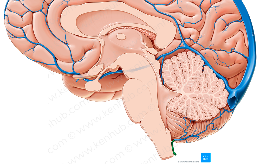 Posteromedian medullary vein (#10404)