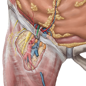 Genital branch of genitofemoral nerve (#8684)