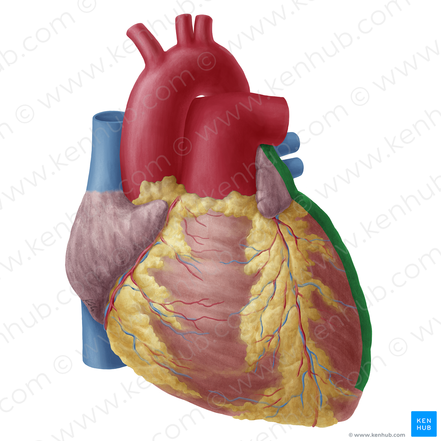 Left border of heart (#19751)