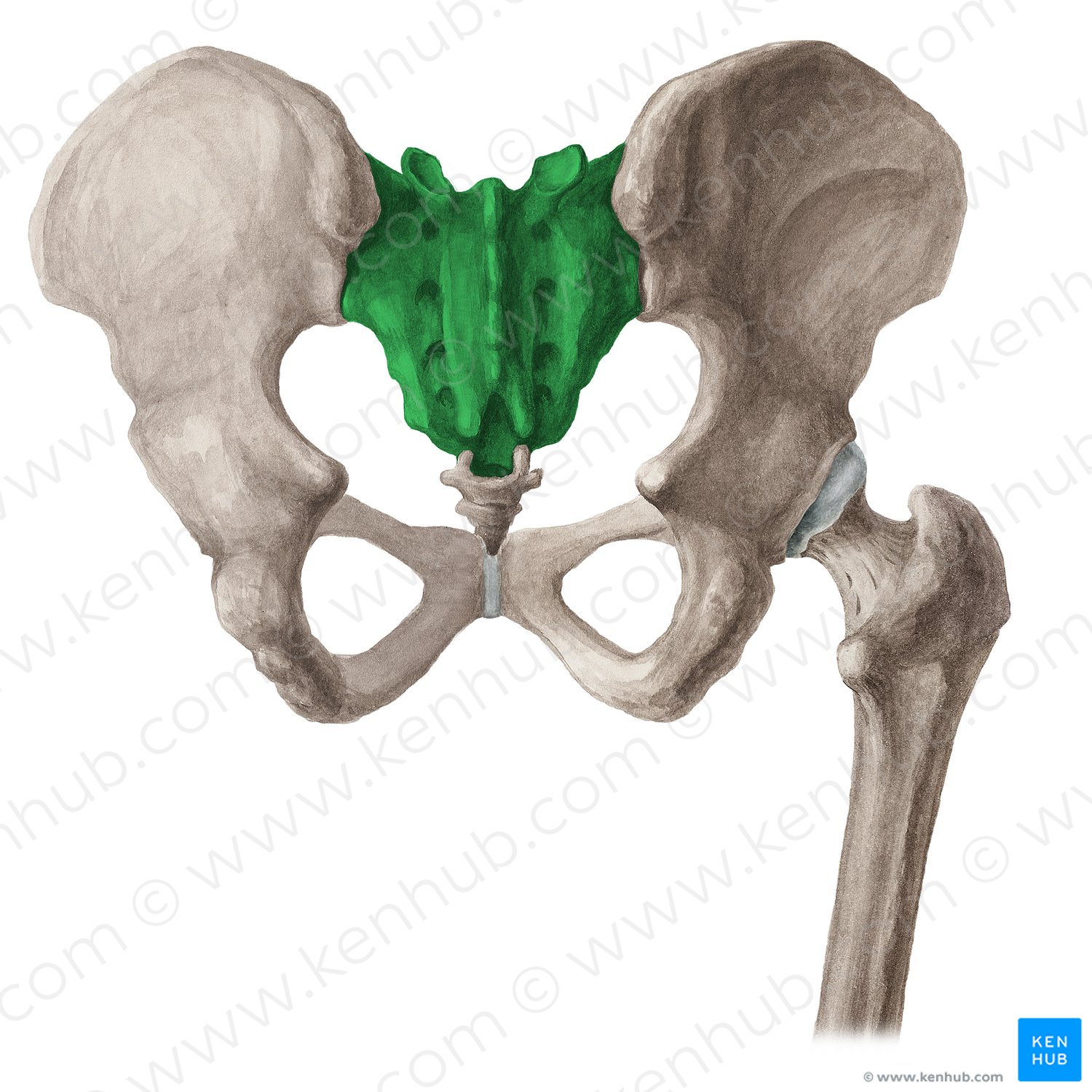 Sacrum (#16029)