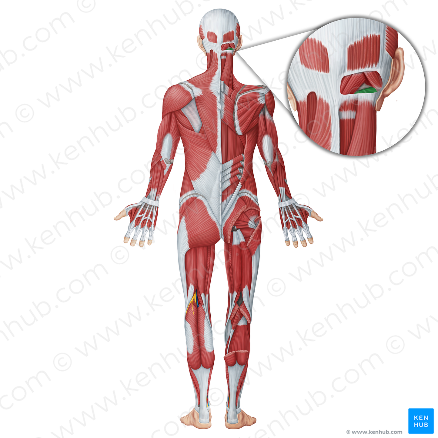 Obliquus capitis inferior muscle (#18708)