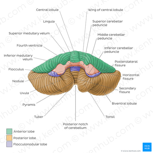 Cerebellum - Anterior view (English)