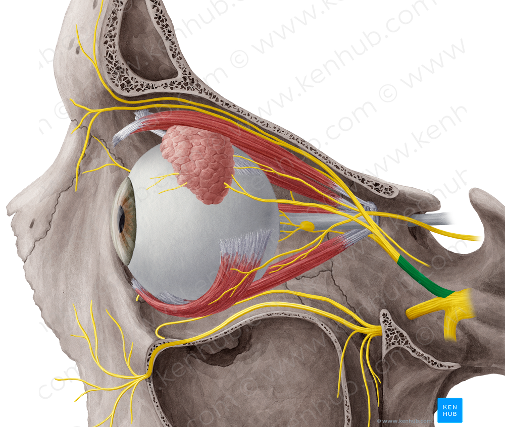 Ophthalmic nerve (#6626)