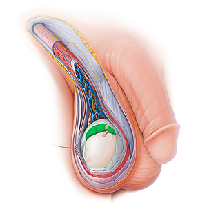 Epididymis (#15141)