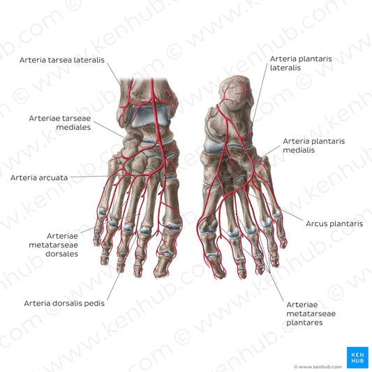 Arteries of the foot (Latin)