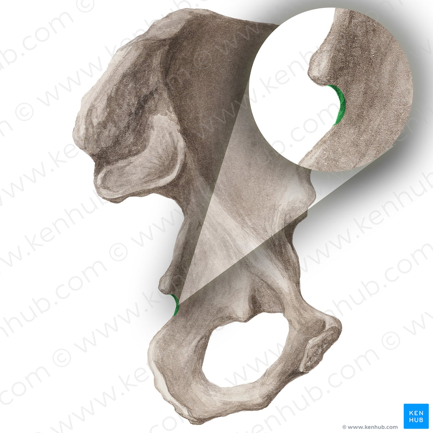 Lesser sciatic notch of hip bone (#20301)