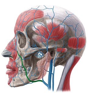 Facial vein (#10227)