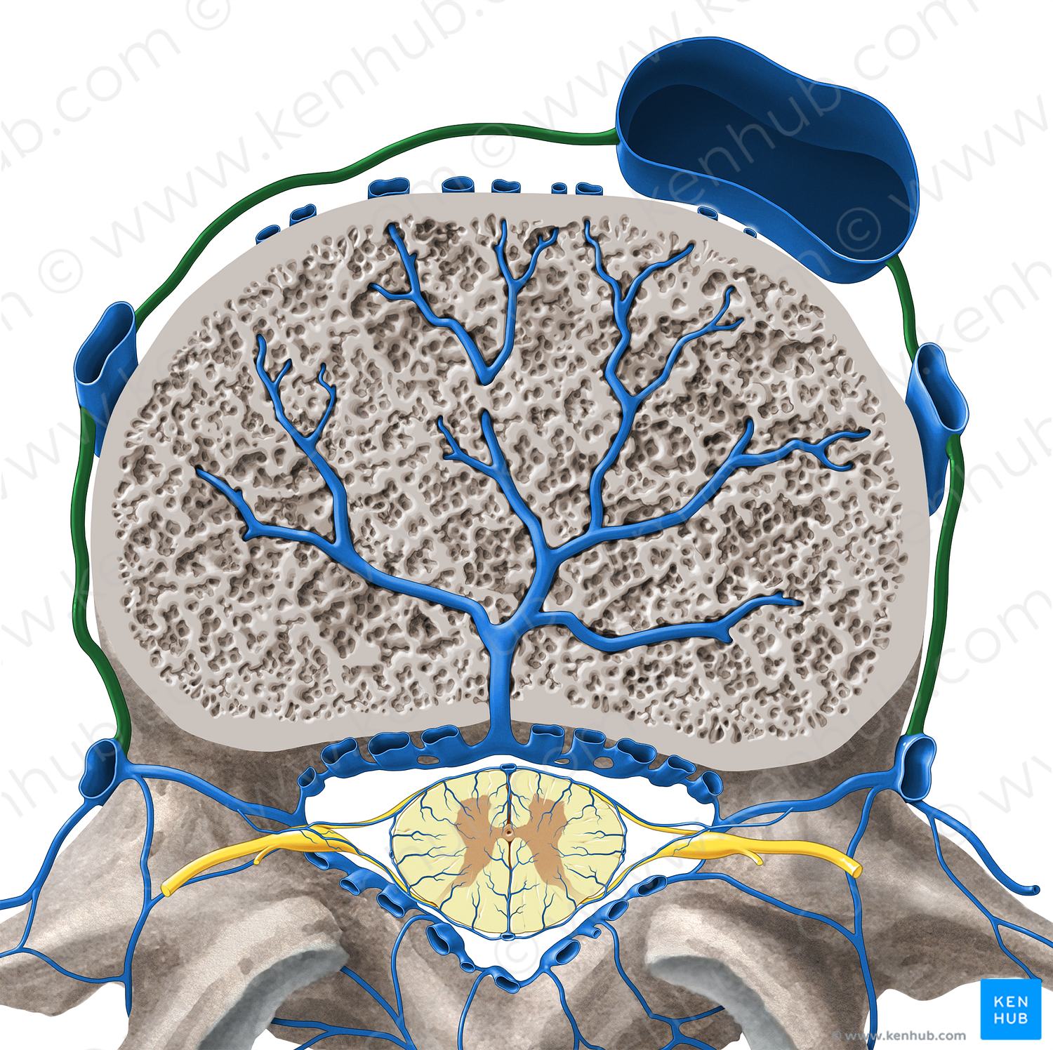 Radicular vein (#10520)