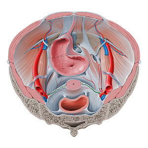 Uterine artery (#1961)