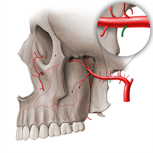 Masseteric artery (#18461)