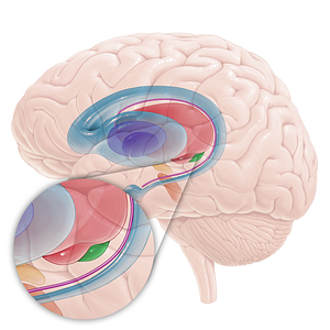 Medial geniculate body (#16713)