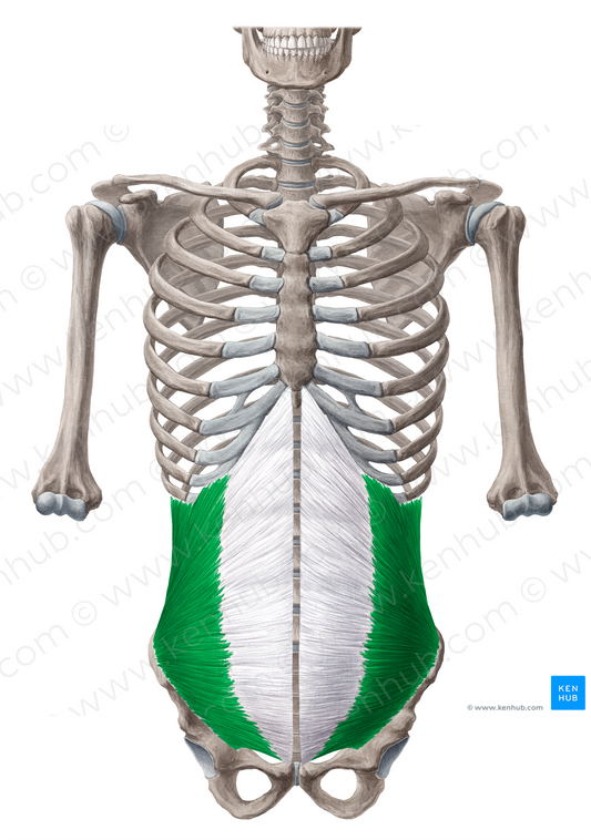 Internal abdominal oblique muscle (#5660)