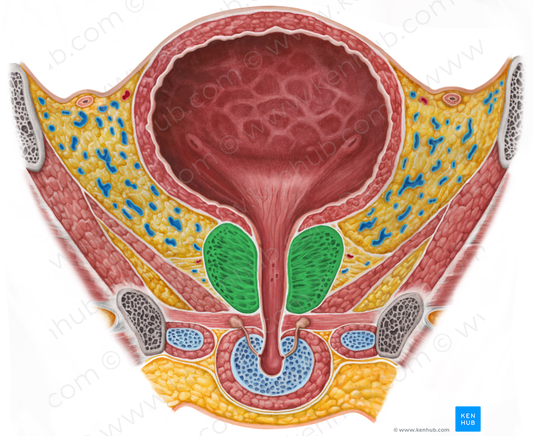 Prostate (#8373)