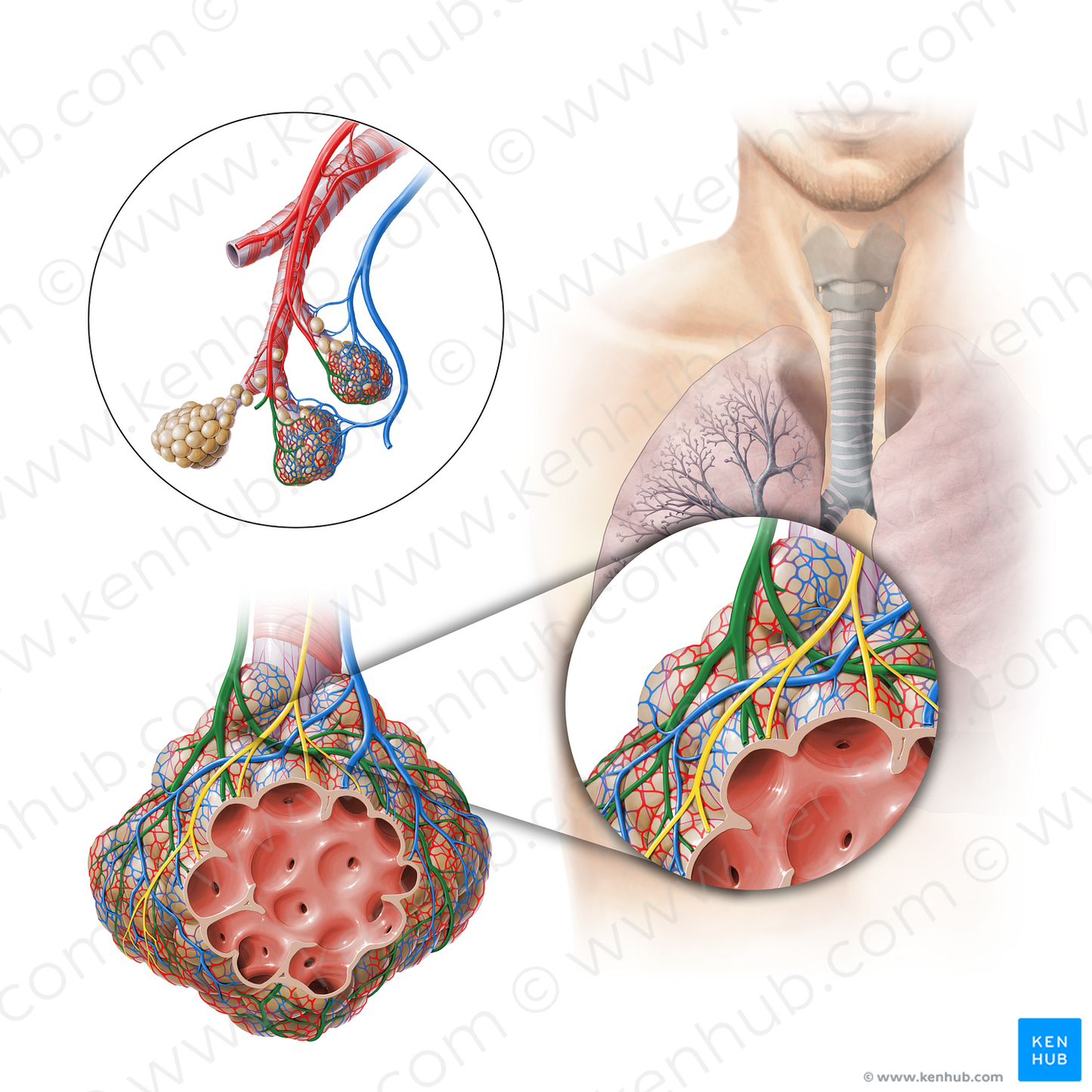 Pulmonary arteriole (#11305)