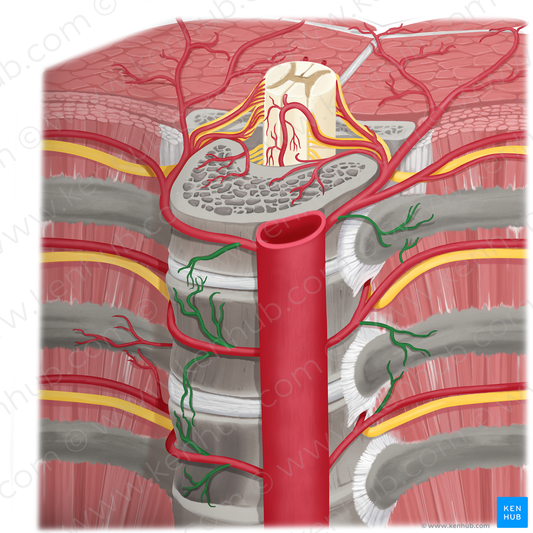 Periosteal arteries (#20198)