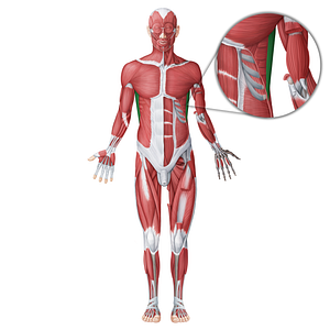 Latissimus dorsi muscle (#18697)