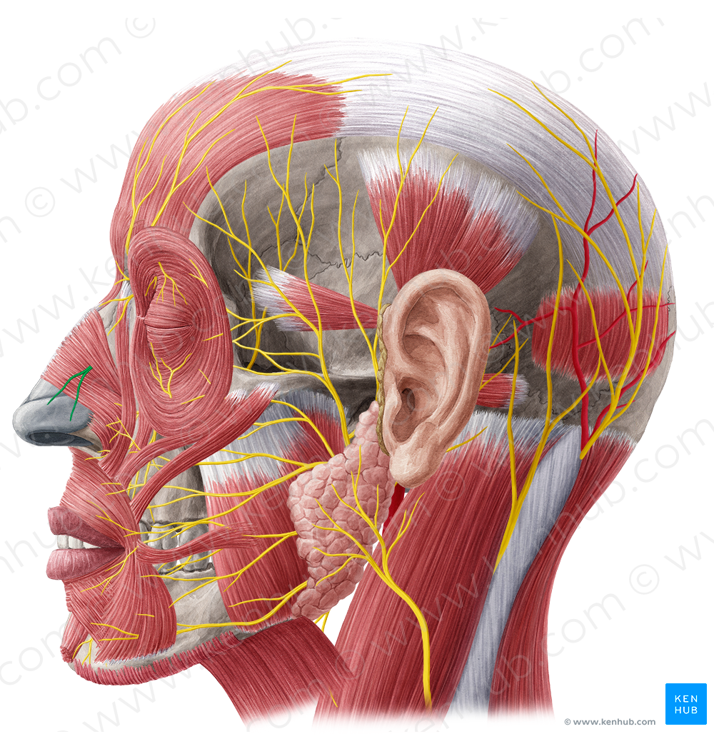 External nasal branch of anterior ethmoidal nerve (#8749)