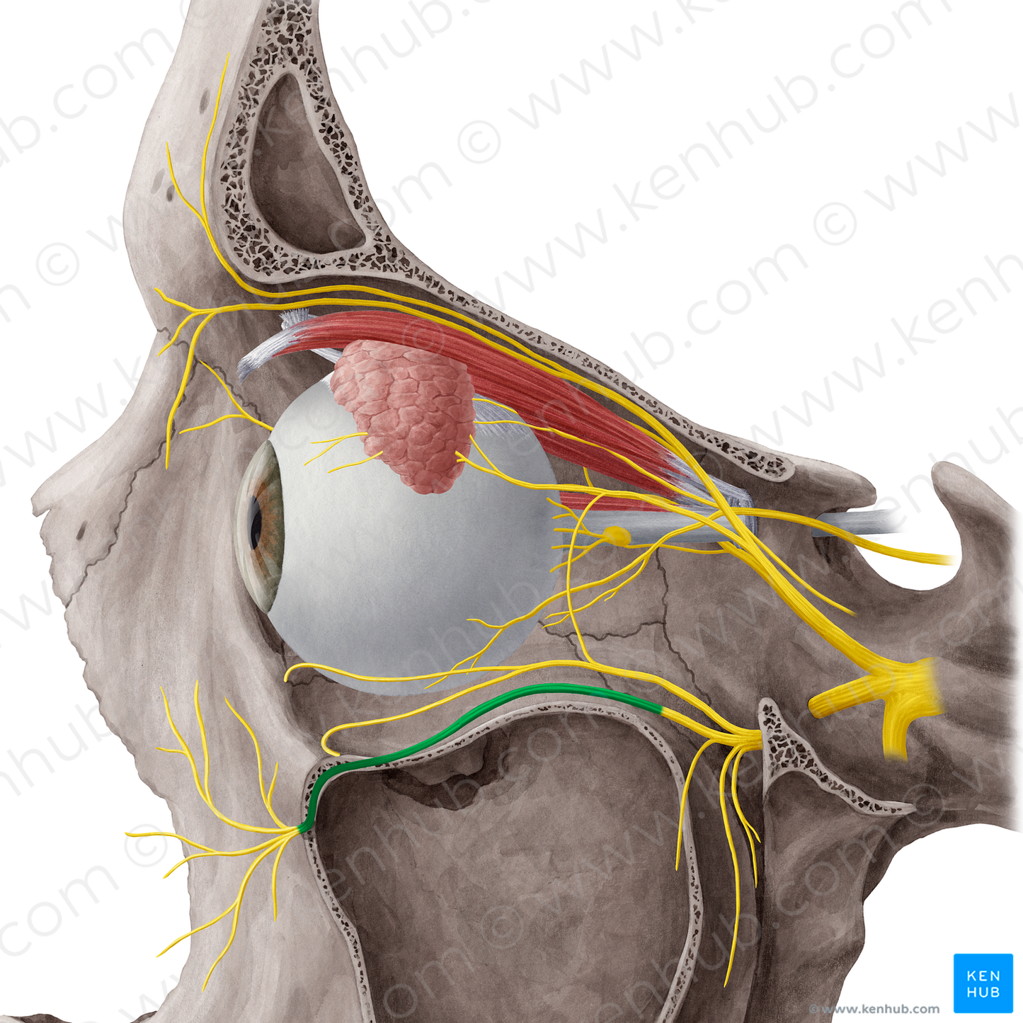 Infraorbital nerve (#6482)