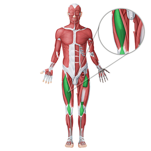 Rectus femoris muscle (#18733)