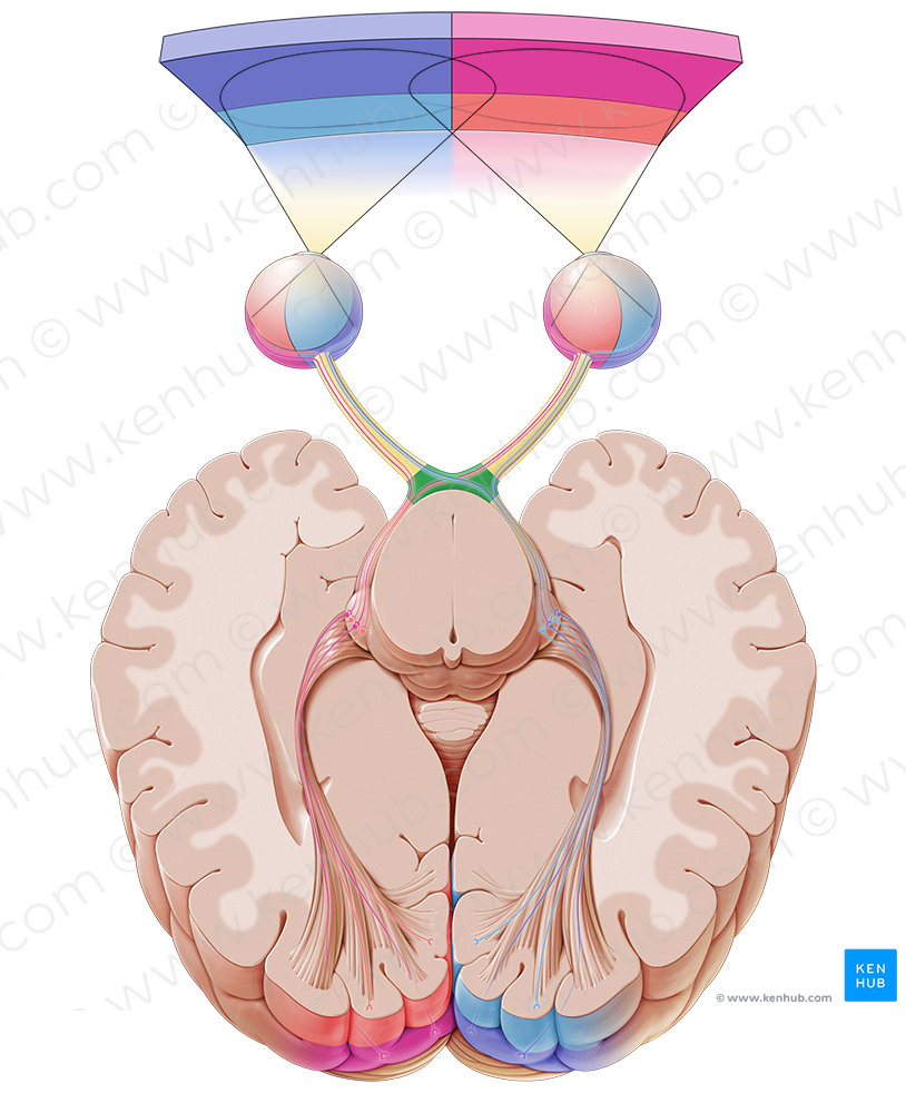 Optic chiasm (#2589)