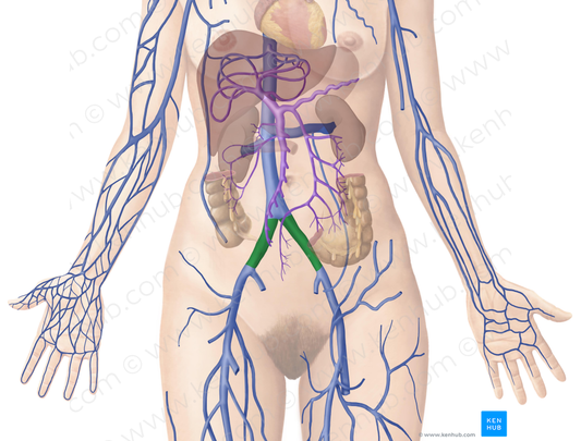 Common iliac vein (#10279)