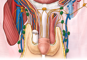 Inferior superficial inguinal lymph nodes (#9537)