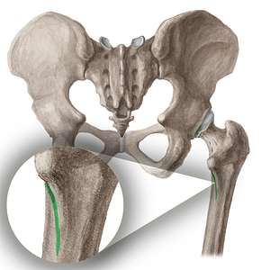 Spiral line of femur (#16439)