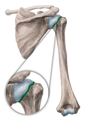 Anatomical neck of humerus (#2674)