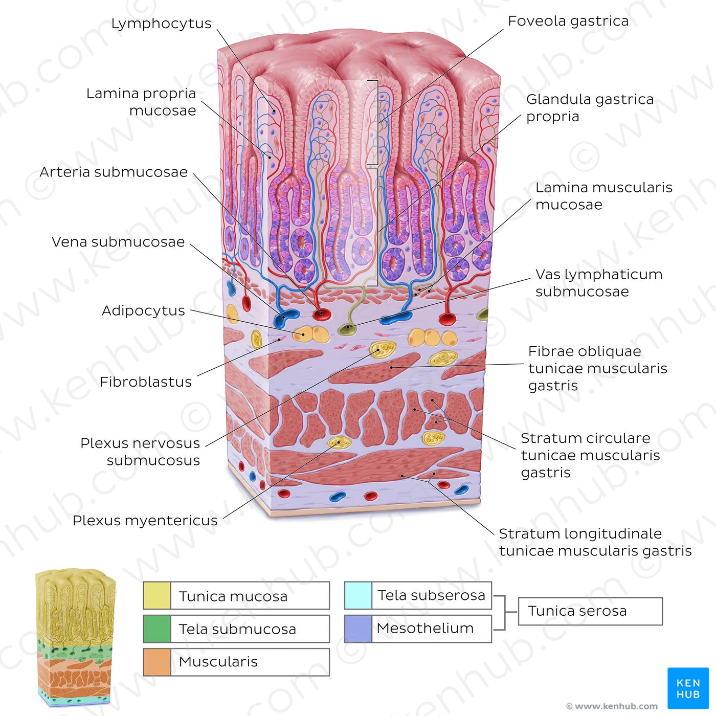 Stomach wall  (Latin)