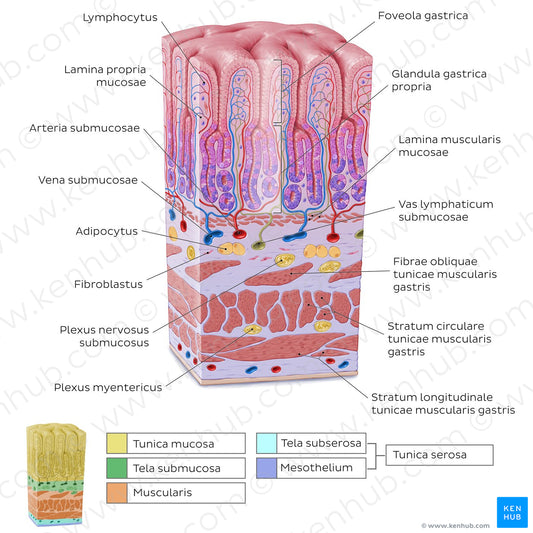 Stomach wall  (Latin)