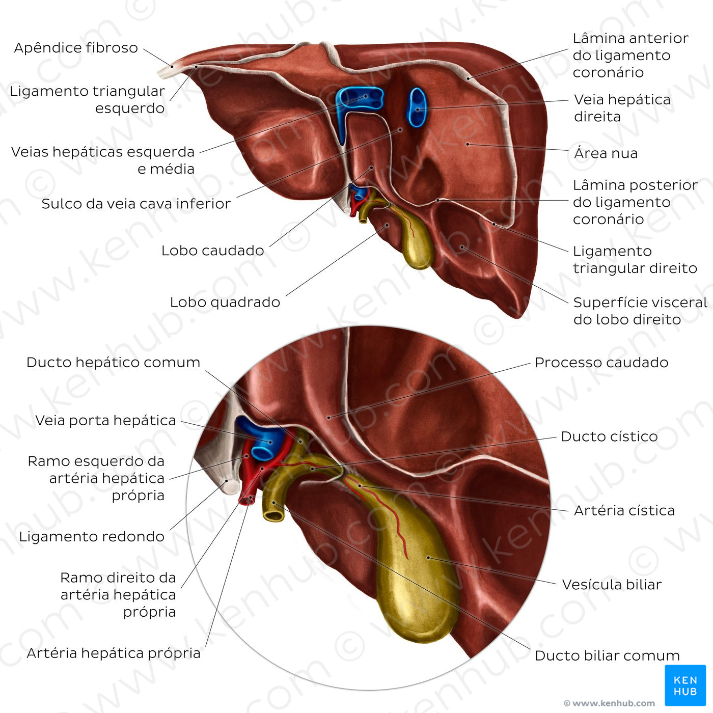 Posterior view of the liver (Portuguese)